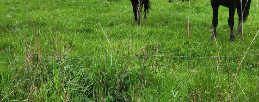 fotka 18 - Nad Strumykiem